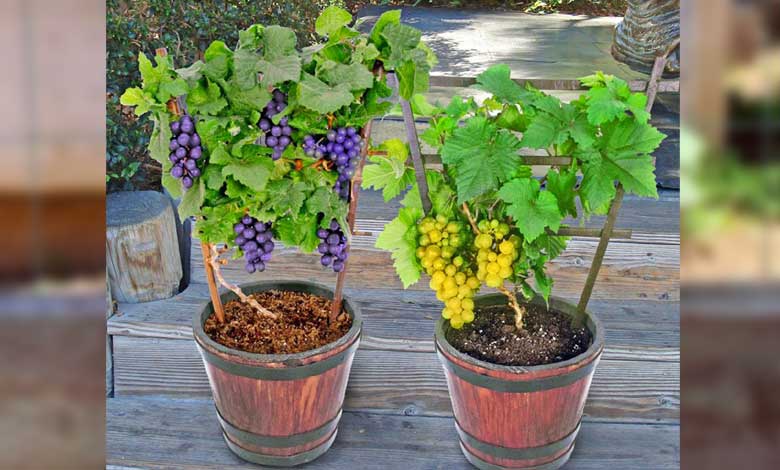 Conditions for Viticulture of Grapes in Pots