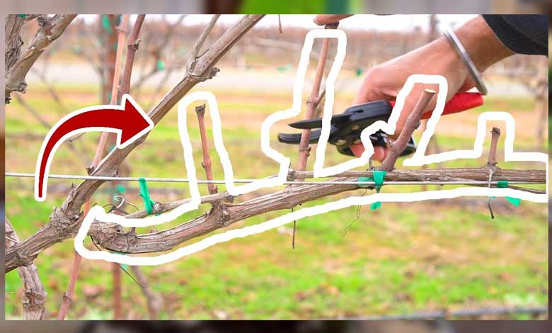 Grape Vines Pruning