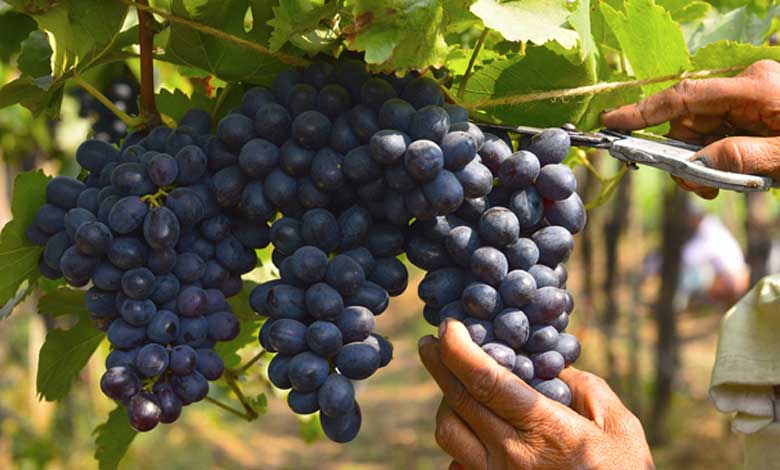 How to Harvest Grapes