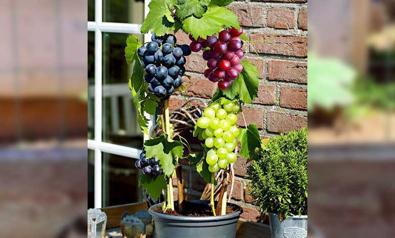 In-Pot Care for Grape or vines