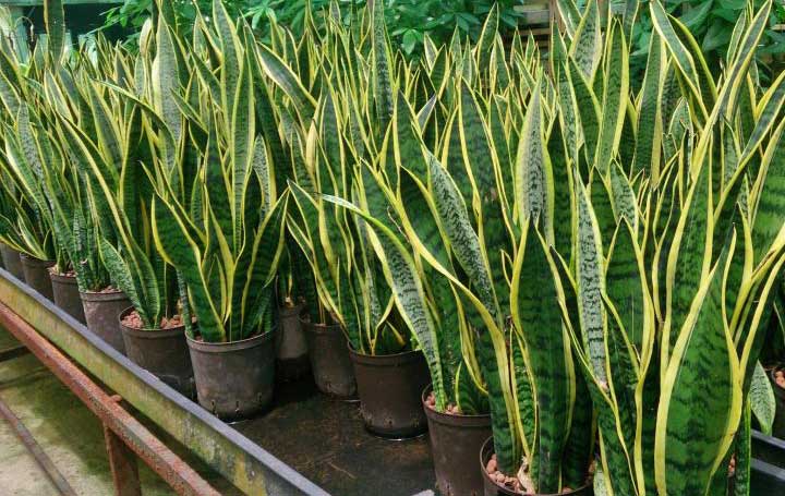 How to Grow Snake Plant Faster