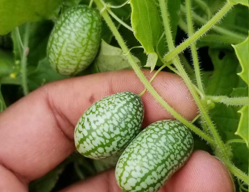 How to plant cucamelon