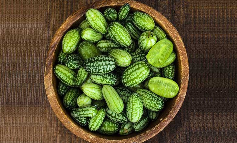 How to harvest and preserve cucamelons