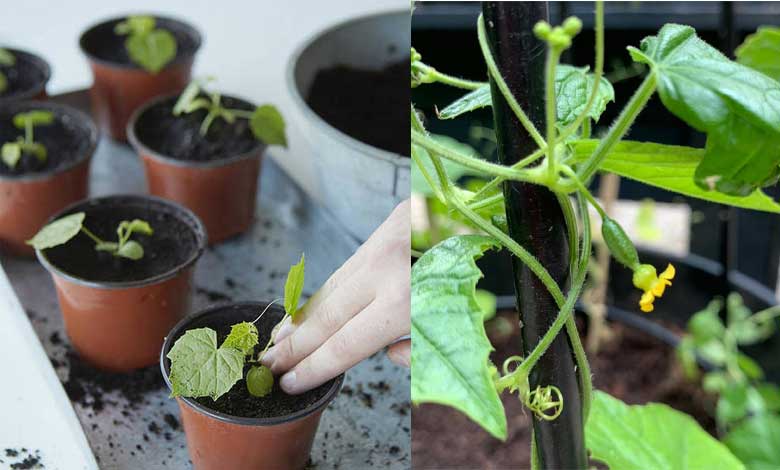 Growing cucamelon in containers