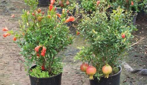 growing Pomegranate in pots