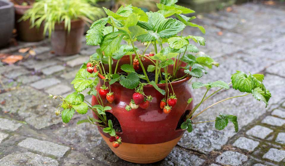 growing strawberry in buckets