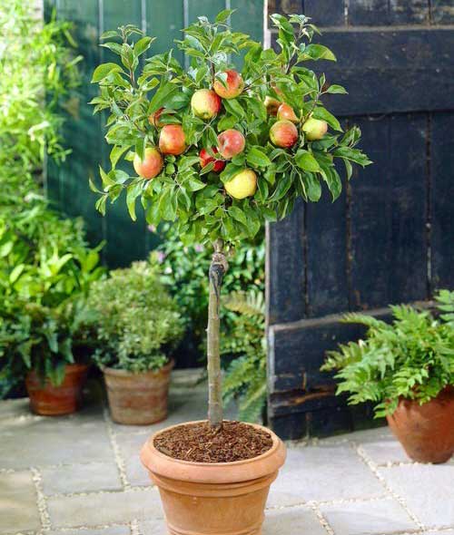 9 Best Fruits to Grow in Buckets