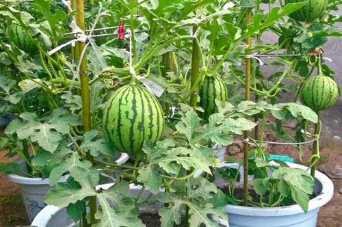 growing watermelon in buckets