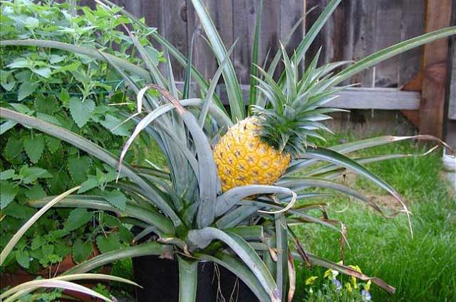 growing pineapple in pots