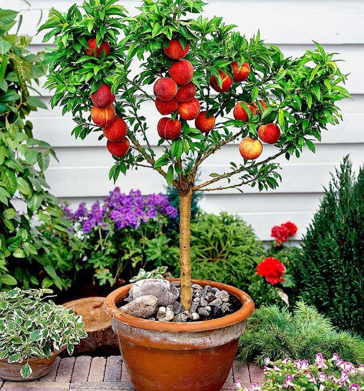 growing peaches in buckets