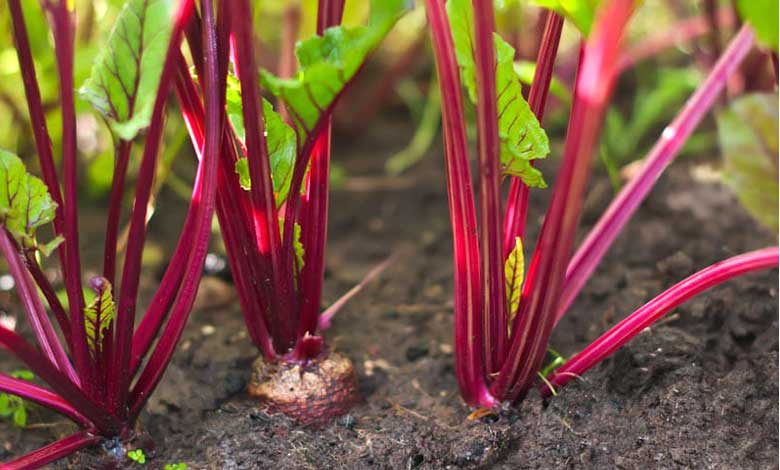 Best Fall Vegetables to Grow with Pictures