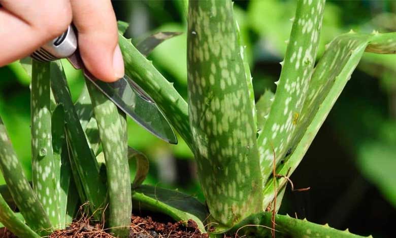 How to Grow Aloe Vera from Leaf Expert Tips