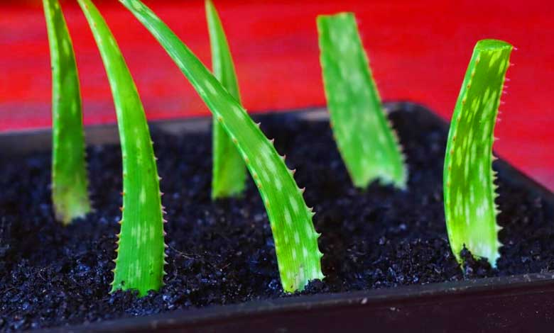 How to Grow Aloe Vera from Leaf Expert Tips