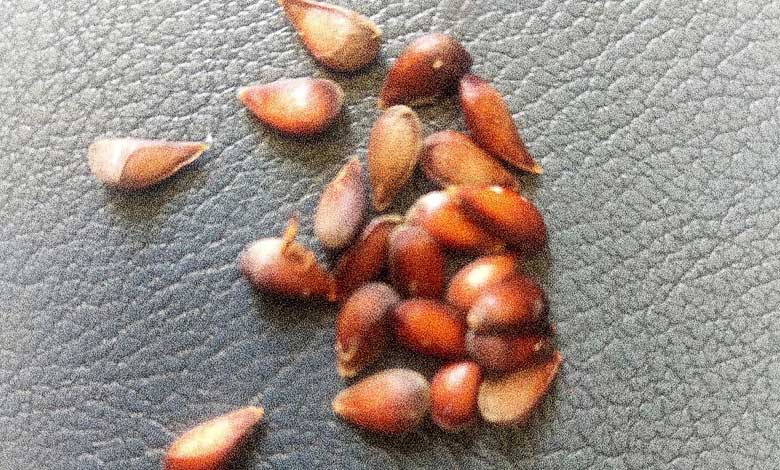 Black diamond apple seeds