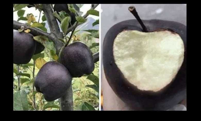 Black Diamond Apple Benefits