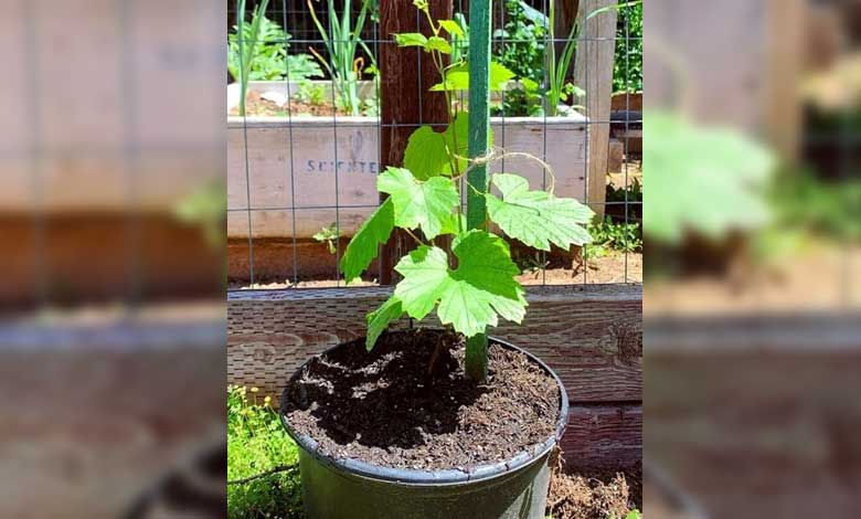 Growing Grapes in Containers